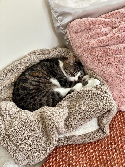 black and gray tabby with white belly snuggle up on cozy jacket
