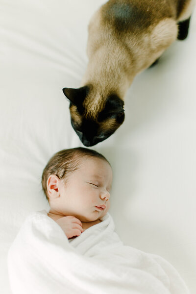 A sleeping newborn baby swaddled in a white blanket while a dark brown and black cat steps close to sniff the baby during photo session with Boston newborn photographer Corinne Isabelle