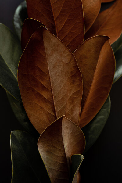 Autumn leaves in the branding colours of OHN Design Studio