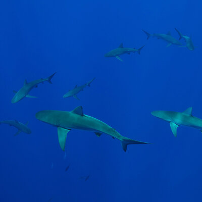 Townsend Majors' photograph of sharks swimming in Hawaii