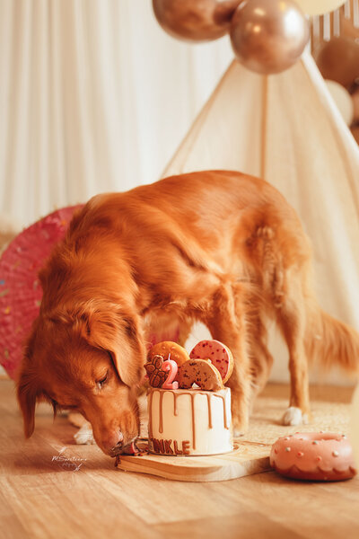 Jarige hond met een gedecoreerde hondentaart voor een cakesmash fotoshoot in de fotostudio te Geel.