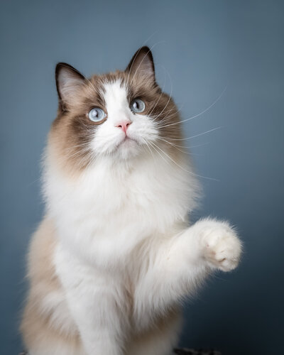 Fotoshoot kat of poes