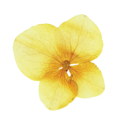 Yellow Flower