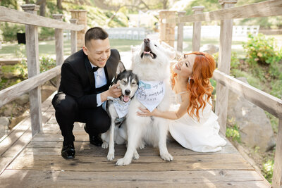 A newlywed couple playing with their fur babies