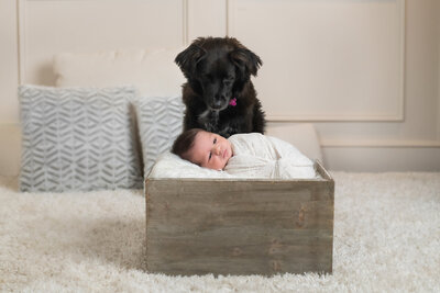 newborn sleeping in bin with black dog looking over him