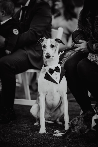 Greyhound attending his owners wedding in a tux collar
