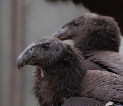 CA-Condor-Alliance-7)