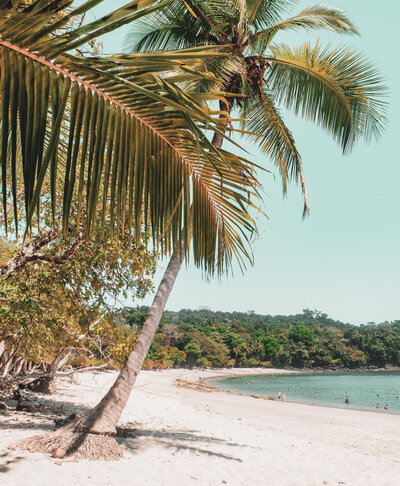 "Palm trees on a tropical island