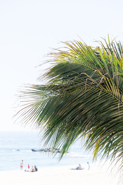 avenue le club palm tree on beach
