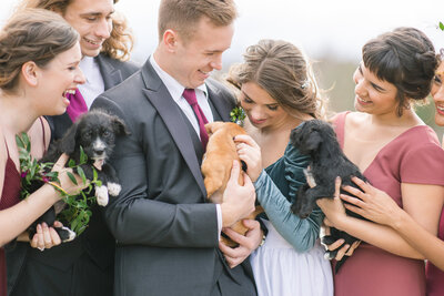 bride and groom with puppy on wedding day
