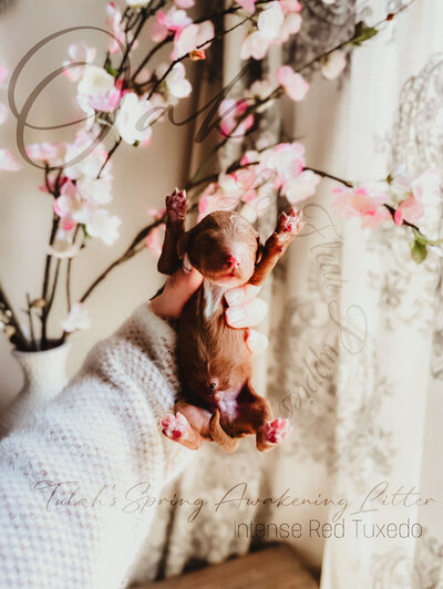 Le Fleur Poodle Puppies -163
