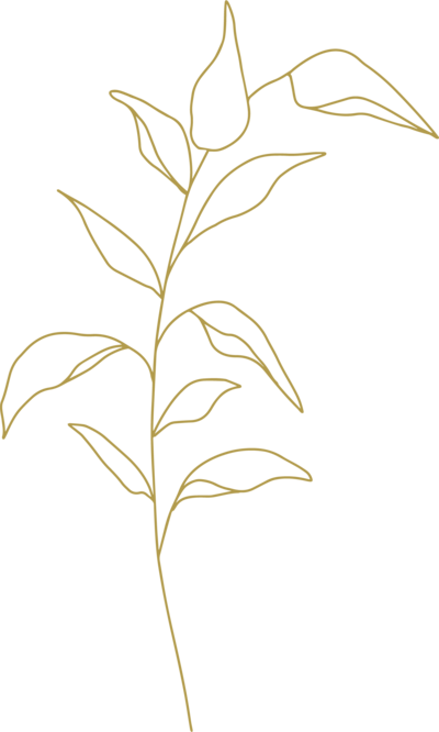 Illustration of leaves