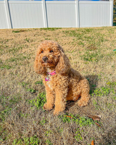 Mini Goldendoodle with Pink Collar Sitting Outdoors in the Sunlight