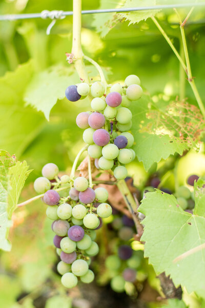 Grapes on a vine