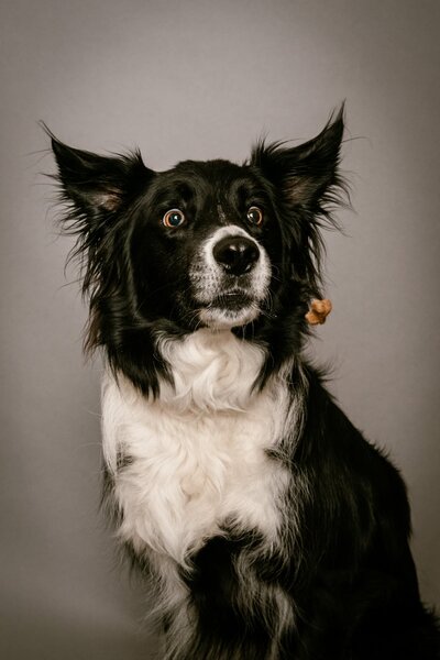 IMage of our border collie dog
