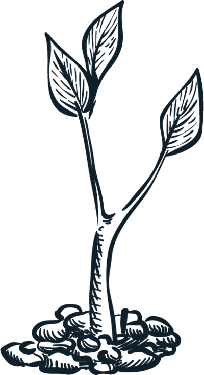 Acorn — pillar 1 mark