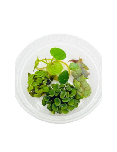 floating plants combo