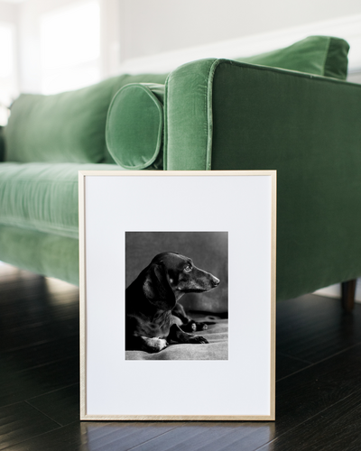 black and white portrait of an old Dachshund