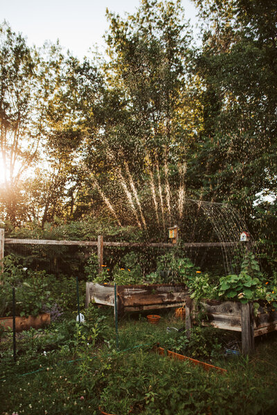 a beautiful sun lit garden
