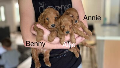 Benny, Allie, Annie. Mini and Petite Goldendoodles. All wavy coated. Adult sizes will range from 12-20#