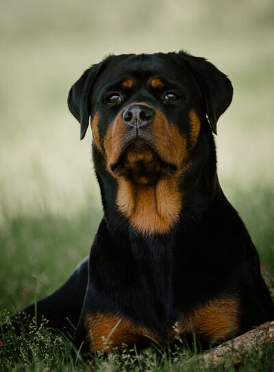 Tina, le Rottweiler de Deux Drôles d’Oiseaux – complice fidèle et membre à part entière de leur aventure photo et vidéo