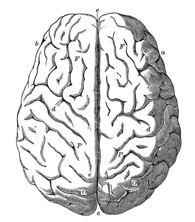 Anatomy of Brain - SEO Website copy