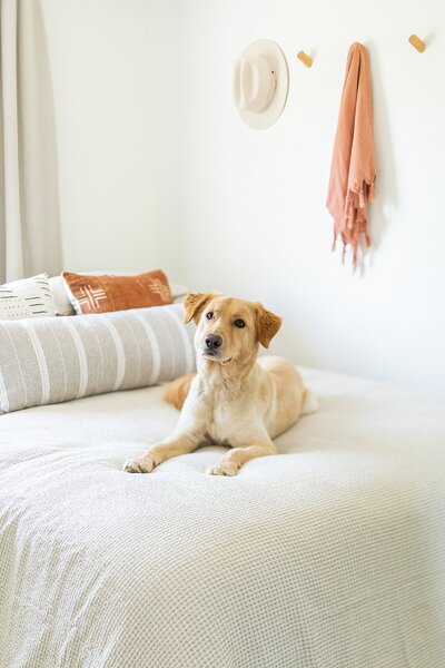 Golden retriever sitting on freshly designed bed in San Marcos, California.