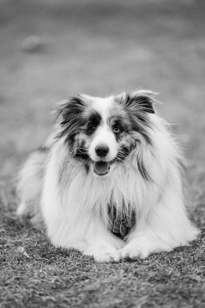 Meet Rory our Sheltie extraordinaire and the esteemed puppy-in-chief and Quality Control Specialist at Artistrie Co.