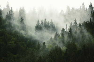 foggy-forest-4