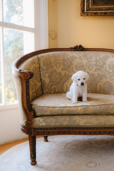 hickory_bluff_labradors-16