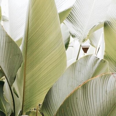 Palm tree shadow symbolizing calm, inner strength, and grounded support in somatic healing and self-trust coaching