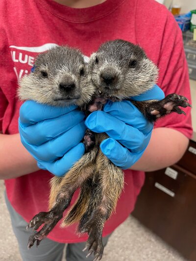 Groundhog babies