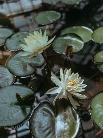 Two white lotus flowers and several lily pads float on the surface of water