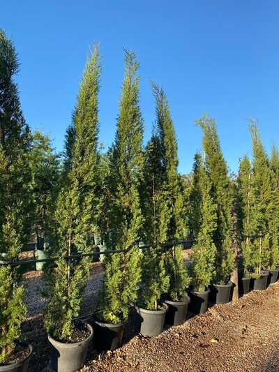 ITALIAN PENCIL PINES Cupressus Sempervirens Glauca