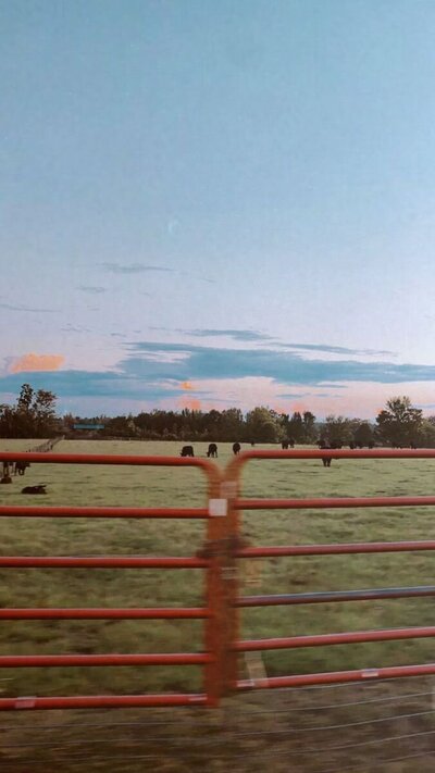 Field of cows during dusk with sunset