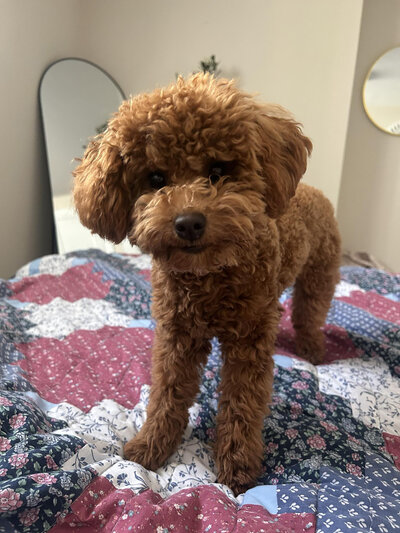 Content dog resting at home after a drop-in pet care visit with Walk with Claire, trusted pet sitter in Toronto and Hamilton.