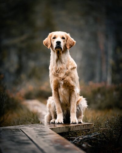 Hundfotografering av en golden retriever i vildmarken.