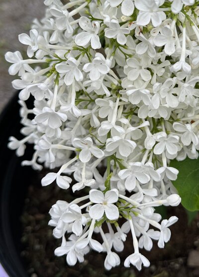 Fredrick Law Olmstead syringa vulgaris white heirloom lilac at North Country Lilacs nursery in Canton, New York