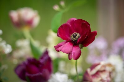 red flower with others in the background