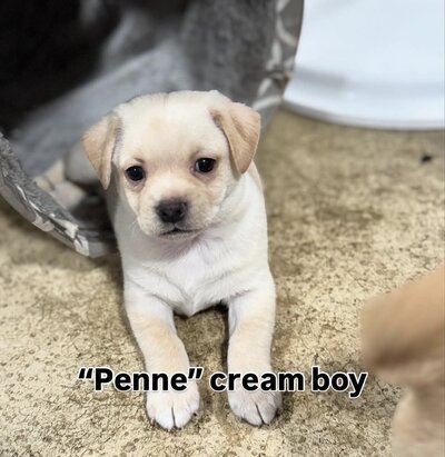 Penne