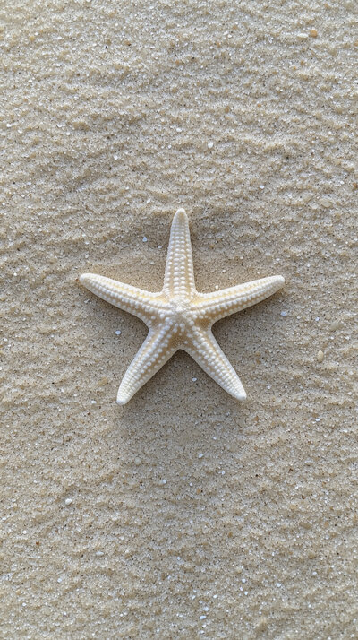 Top-down photo of a pale starfish on smooth beige sand, symbolizing minimalism and natural beauty in brand visuals
