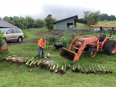 Heliconia rhizome preparation