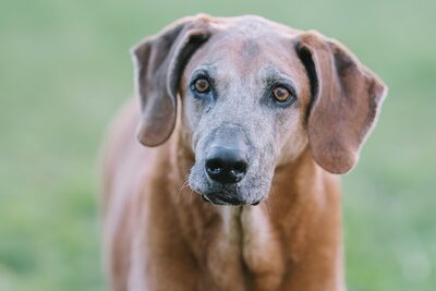 Portrait of an old dog with brown eyes and big floppy ears staring soulfully into the camera