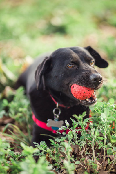 Kate's dog lays in the grass with her ball