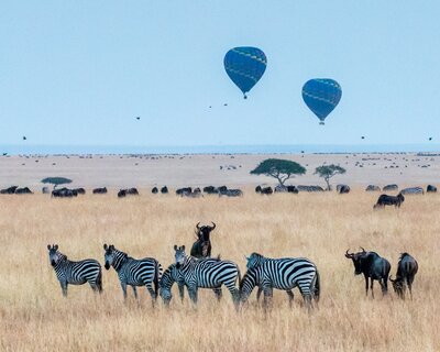 Hot air ballon safari over the Masai Mara in Kenya overlooking zebra
