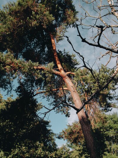 Looking up at a pine tree