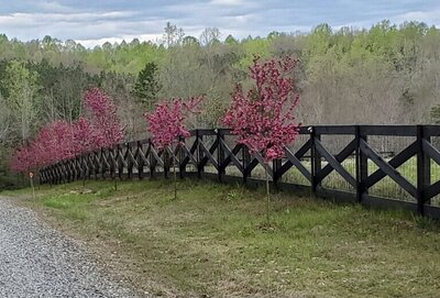 Flowering Crabapples lining the drive on arrival at the farm and retreat
