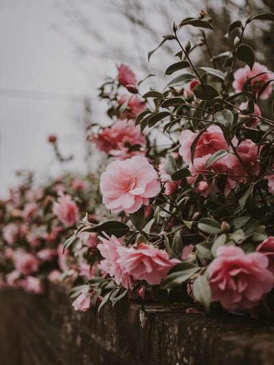 The third of three aesthetic images of light pink flowers, positioned on the right.