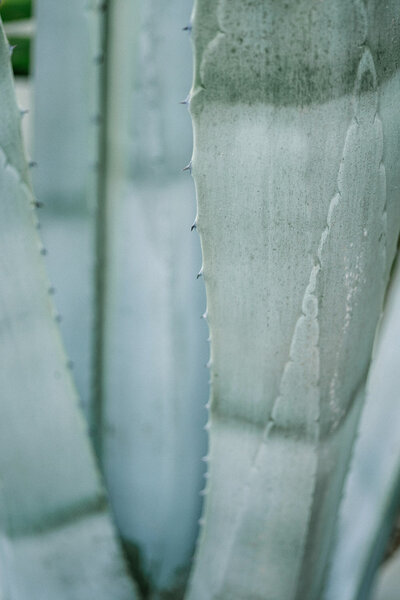 Close up of Agave in Mallorca