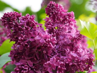 Monge syringa vulgaris purple heirloom lilac at North Country Lilacs nursery in Canton, New York